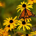 Rudbeckia Seeds 500+ Pack - Black Eye Susan Perennials with Yellow Flowers - Rudbeckia hirta Seeds for Garden, Borders, Pollinator Attracting