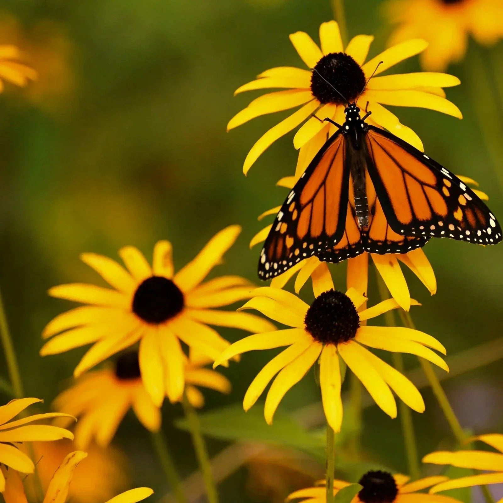 Rudbeckia Seeds 500+ Pack - Black Eye Susan Perennials with Yellow Flowers - Rudbeckia hirta Seeds for Garden, Borders, Pollinator Attracting