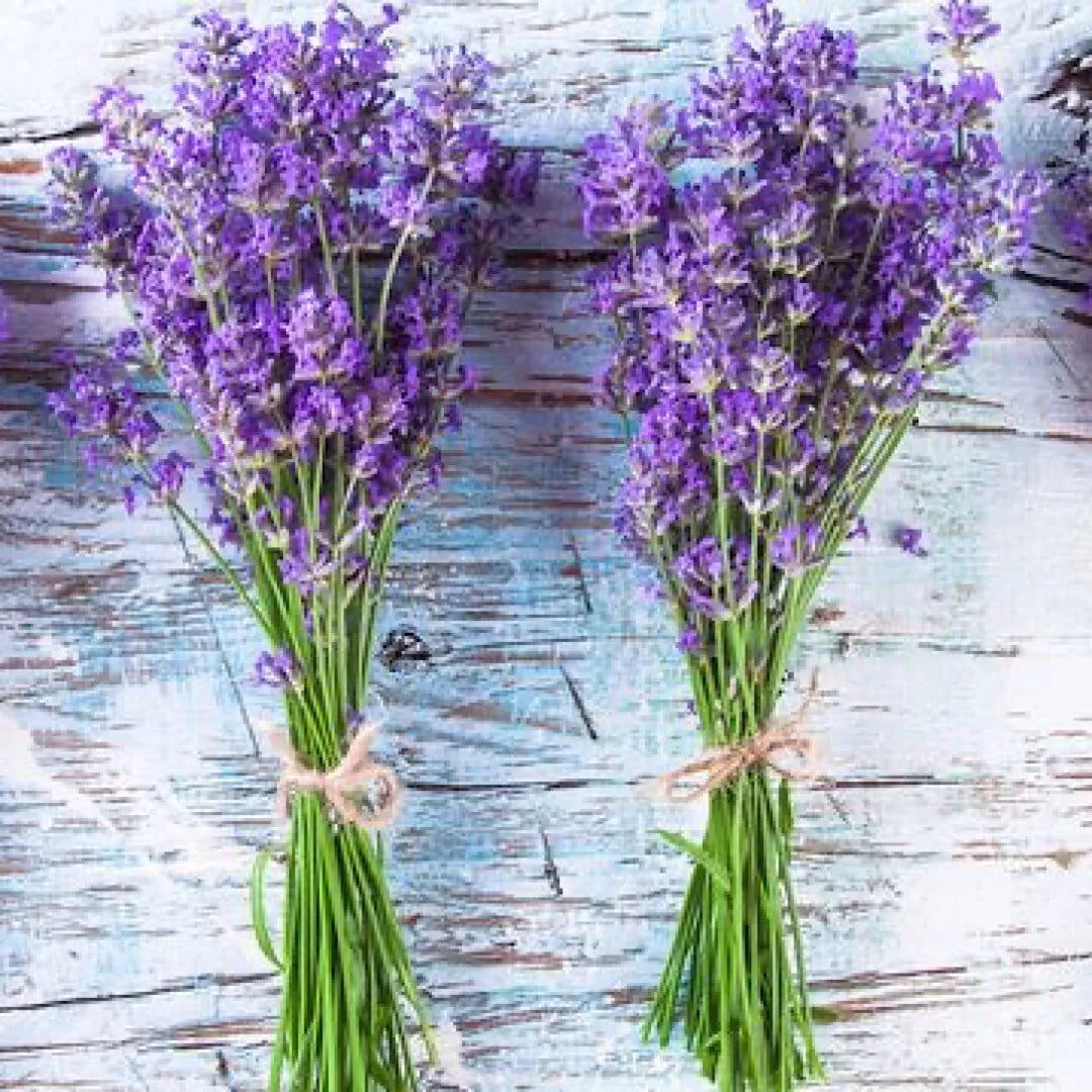 Lavender Seeds 600+ Non-GMO Perennial Lavandula angustifolia for Garden, Landscape & Pollinator Attracting