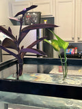 Pothos Cutting - Rooted Green Leaf Stem - Epipremnum aureum - Indoor Plant for Propagation, Low Maintenance, Air Purifying