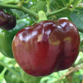 Chocolate Beauty Bell Pepper Seeds - Non-GMO Heirloom Capsicum annuum, 30+ Seeds for Garden, Container, Fresh Eating