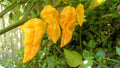 Devil's Tongue Yellow Hot Pepper Seeds - Capsicum chinense, 25+ Seeds for Spicy Garden Growing, Bright Yellow Peppers