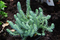 Blue Spruce Sedum Reflexum Ground Cover Plant, Creeping Stonecrop, Succulent, Drought-Tolerant, Low Maintenance, Rock Garden Plant