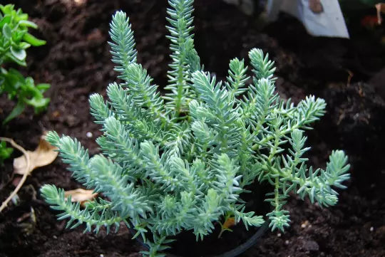 Blue Spruce Sedum Reflexum Ground Cover Plant, Creeping Stonecrop, Succulent, Drought-Tolerant, Low Maintenance, Rock Garden Plant