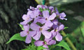Dame's Rocket Seeds 100+ Pack Perennial Wildflower Hesperis matronalis for Gardens & Pollinator Attraction