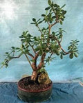 Live Succulent Jade Plant - Crassula Ovata 'Crobys' - Large Indoor Houseplant 17-24 inches, Easy Care, Green Fleshy Leaves