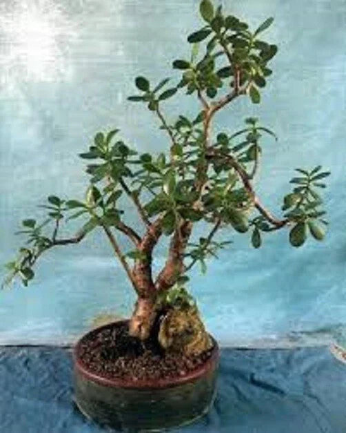 Live Succulent Jade Plant - Crassula Ovata 'Crobys' - Large Indoor Houseplant 17-24 inches, Easy Care, Green Fleshy Leaves