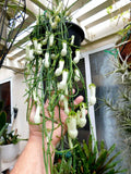 Ceropegia Ampliata Plant - Trailing Indoor Houseplant with Unique Condom Flowers in 3-Inch Pot