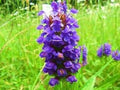 Heal All Seeds - 50 Prunella vulgaris Medicinal Herb, Easy to Grow, Pollinator Attracting, Perennial Ground Cover, Free USA Shipping
