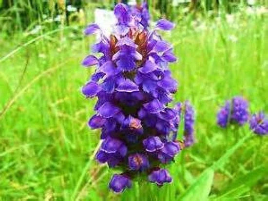 Heal All Seeds - 50 Prunella vulgaris Medicinal Herb, Easy to Grow, Pollinator Attracting, Perennial Ground Cover, Free USA Shipping