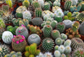 Cactus Seeds Mix - 100 Seeds - Exotic Succulent Plants - Grow Cacti - Various Species - Indoor & Outdoor Gardening