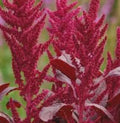 Love-Lies-Bleeding Seeds 100 Pack, Red Spike, Burgundy Foliage, Amaranthus Cruentus, Ornamental Garden Flower