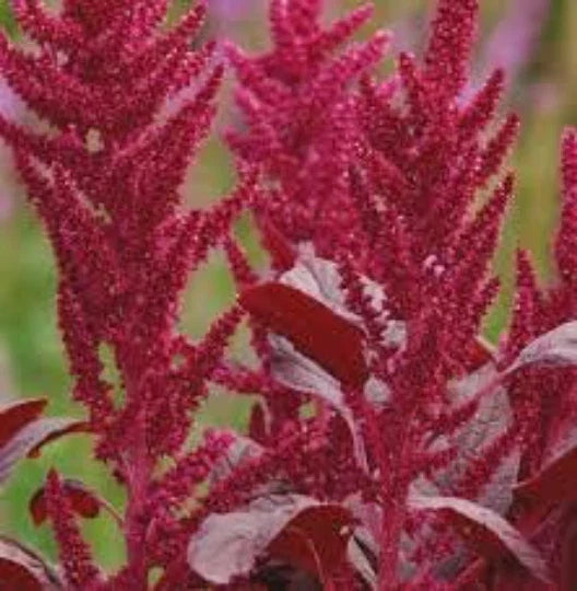 Love-Lies-Bleeding Seeds 100 Pack, Red Spike, Burgundy Foliage, Amaranthus Cruentus, Ornamental Garden Flower