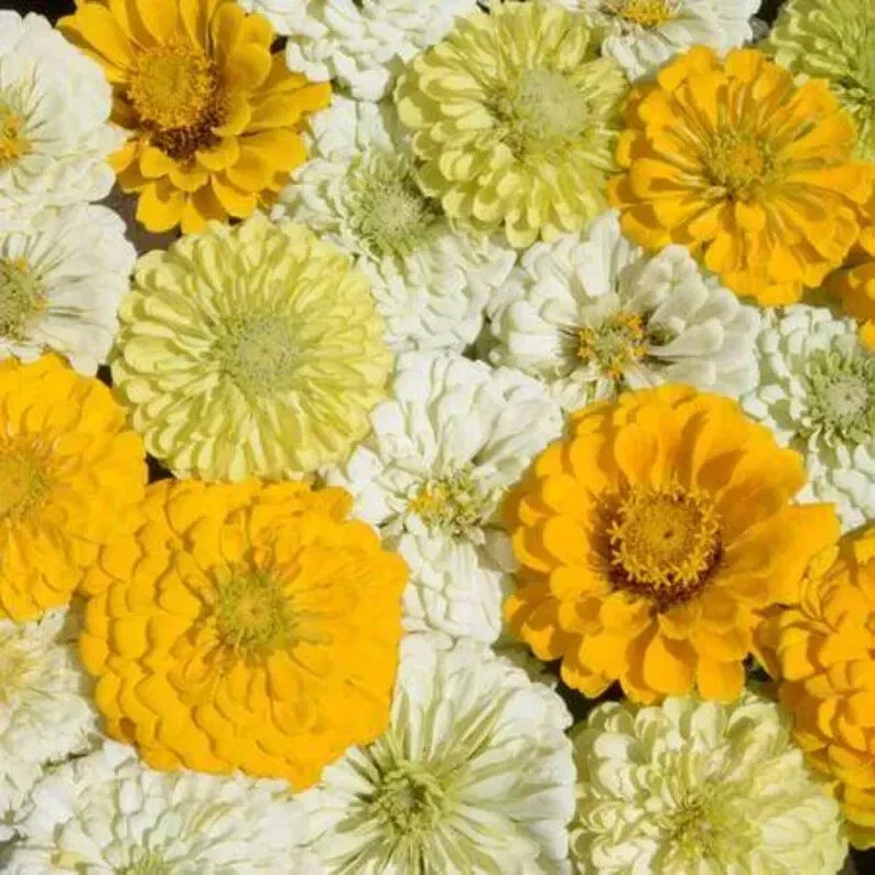 Lemon Meringue Zinnia Seeds - Organic Flower Mix for Borders & Cut Flowers - Zinnia elegans, Vibrant Yellow Annuals, 100 Seeds