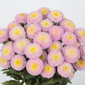 Bonita Shell Pink Aster Seeds - 30 Pack, Symphyotrichum novae-angliae, Pink Flowers, Attracts Pollinators, USA Grown