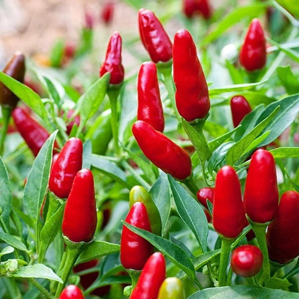 Pequin Chili Pepper Seeds - Compact Spicy Capsicum annuum for Containers & Small Gardens