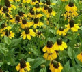 Clasping Coneflower Seeds 1000+ Rudbeckia Annual Wildflower for Bees, Pollinator-Friendly Gardening