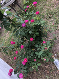 Seven Sisters Rose Cuttings - 10 Inch Climbing Rose Variety Rosa 'Seven Sisters'