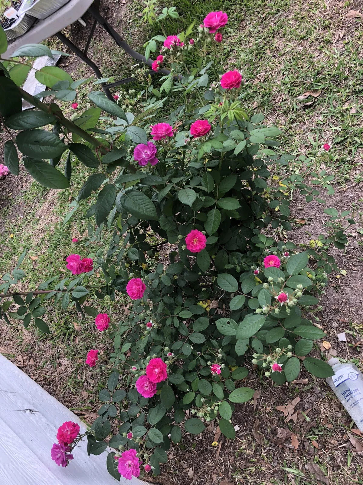 Seven Sisters Rose Cuttings - 10 Inch Climbing Rose Variety Rosa 'Seven Sisters'