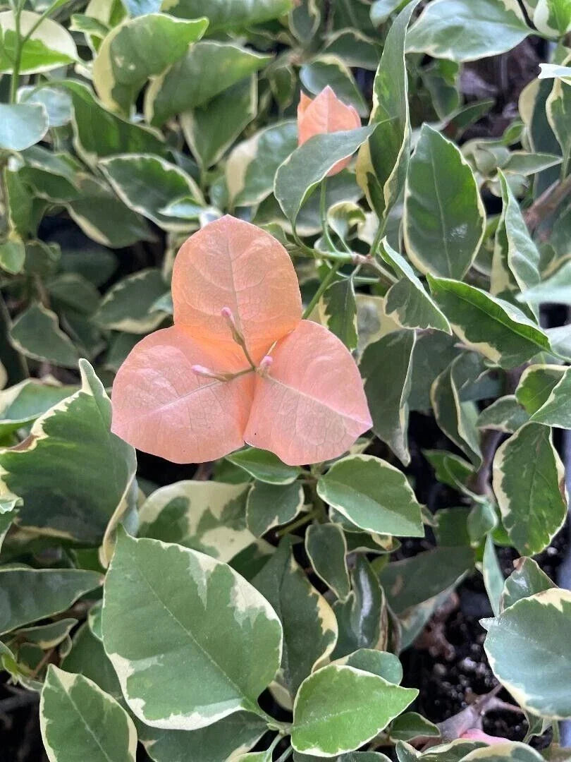 Bougainvillea Starter Plant - Variegated Bambino Orange/Peach - Well Rooted Plug - Bougainvillea glabra