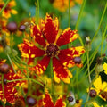 Coreopsis Seeds - 200 Non-GMO Dwarf Radiant Tiger Flower Seeds - Deer and Rabbit Resistant - Bright Yellow Blooms
