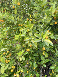 Calamansi Tree Cuttings - Rooting & Grafting - Citrus microcarpa - Fresh Calamondin Citrus Plant Propagation