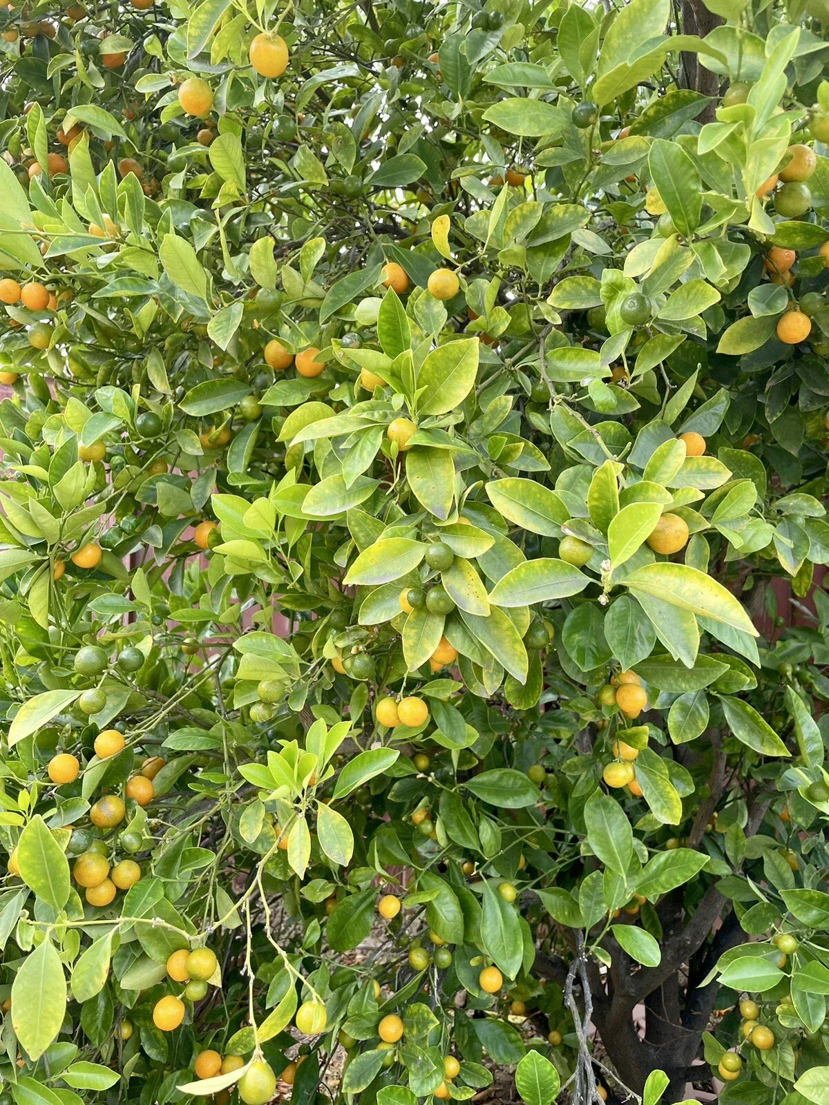 Calamansi Tree Cuttings - Rooting & Grafting - Citrus microcarpa - Fresh Calamondin Citrus Plant Propagation