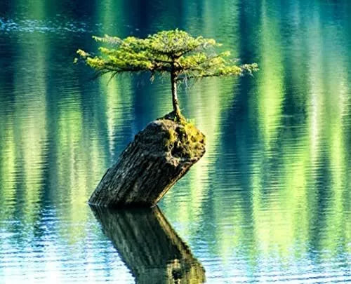 Bonsai Tree Seeds - Balsam Fir - Abies Balsamea - Evergreen Indoor/Outdoor Plant - 10 Seeds