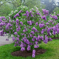 25 Lilac Seeds - Sunday Lilac Syringa vulgaris Fragrant Perennial Flower Seeds for Garden, Borders, Containers