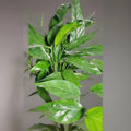 Baltic Blue Pothos Plant - 4" Pot - Rare Epipremnum Pinnatum Indoor Houseplant with Blue-Green Foliage