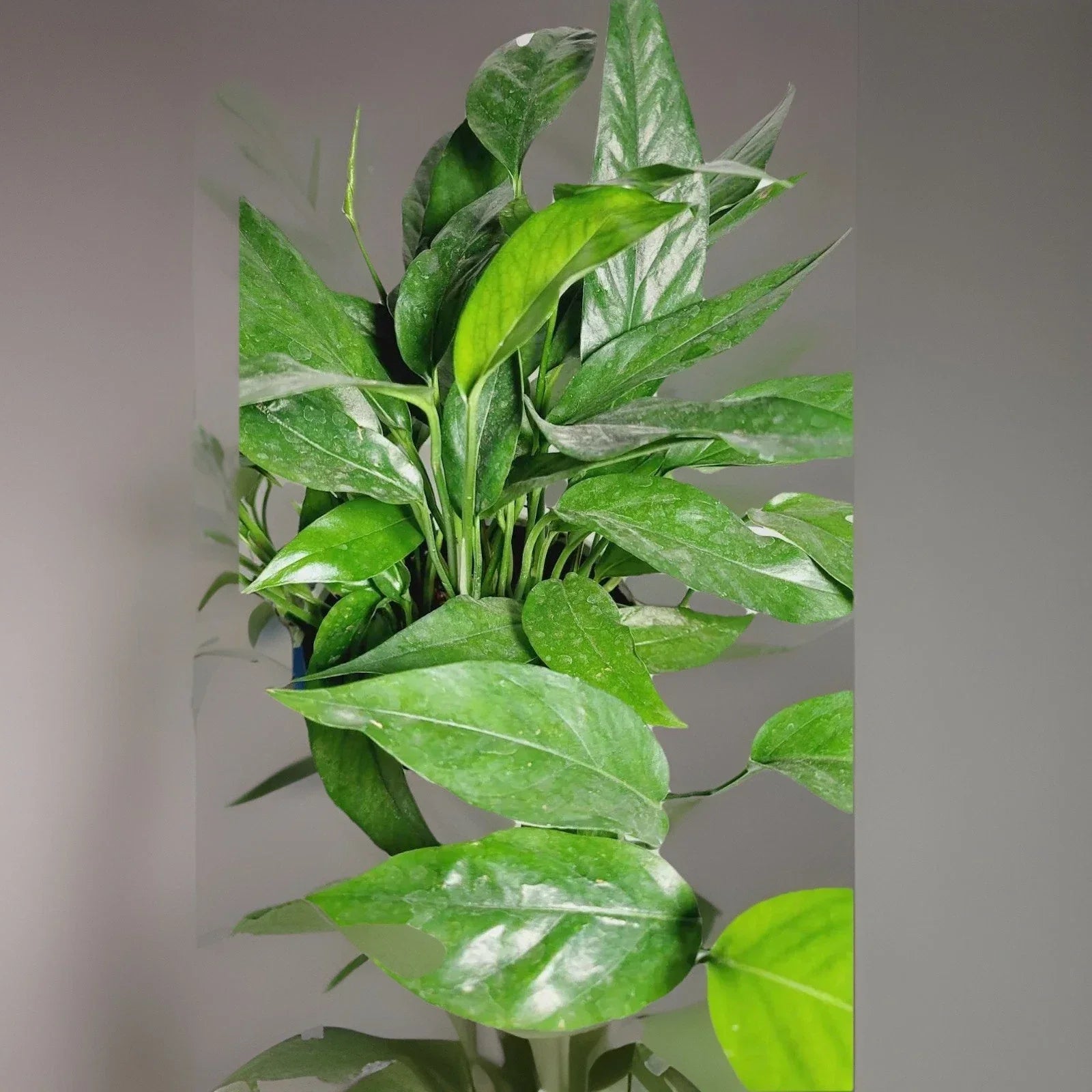 Baltic Blue Pothos Plant - 4" Pot - Rare Epipremnum Pinnatum Indoor Houseplant with Blue-Green Foliage