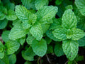 Organic Garden Mint Bush Bare Root Herb Mentha spicata for Culinary Use, Fresh Food Spices