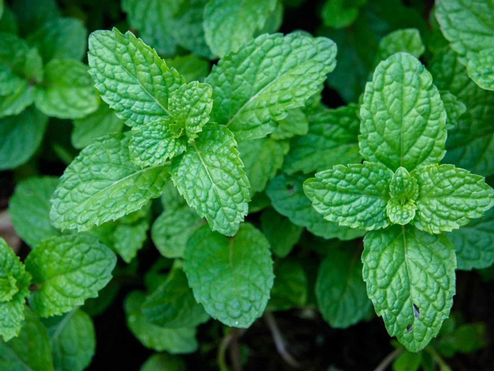 Organic Garden Mint Bush Bare Root Herb Mentha spicata for Culinary Use, Fresh Food Spices