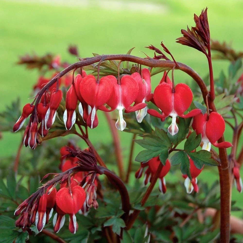 Red Bleeding Heart Seeds - 25 Flower Seeds for Shade Garden - Dicentra spectabilis - Heart-Shaped Blooms, Pollinator Attractant