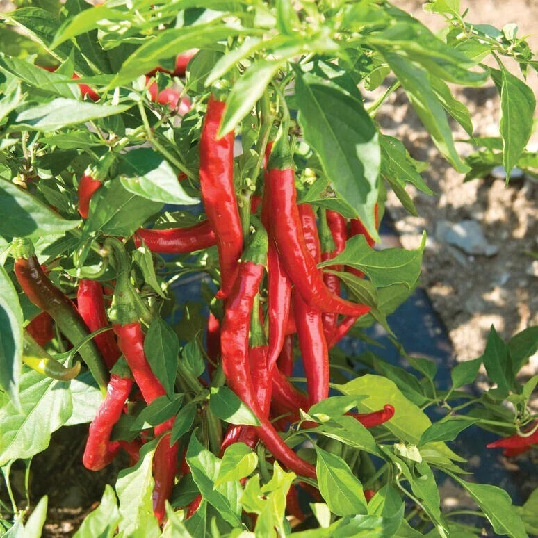 Cayenne Pepper Seeds - 10 Pack - Hot Chili Pepper - Capsicum annuum - Non-GMO, Open-Pollinated, Spicy Vegetable Seeds