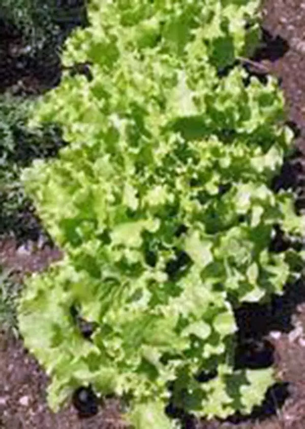 Leaf Lettuce Seeds, Heirloom Grand Rapids, Non-GMO, Organic Vegetable Seeds, 500 Pack for Home Gardening