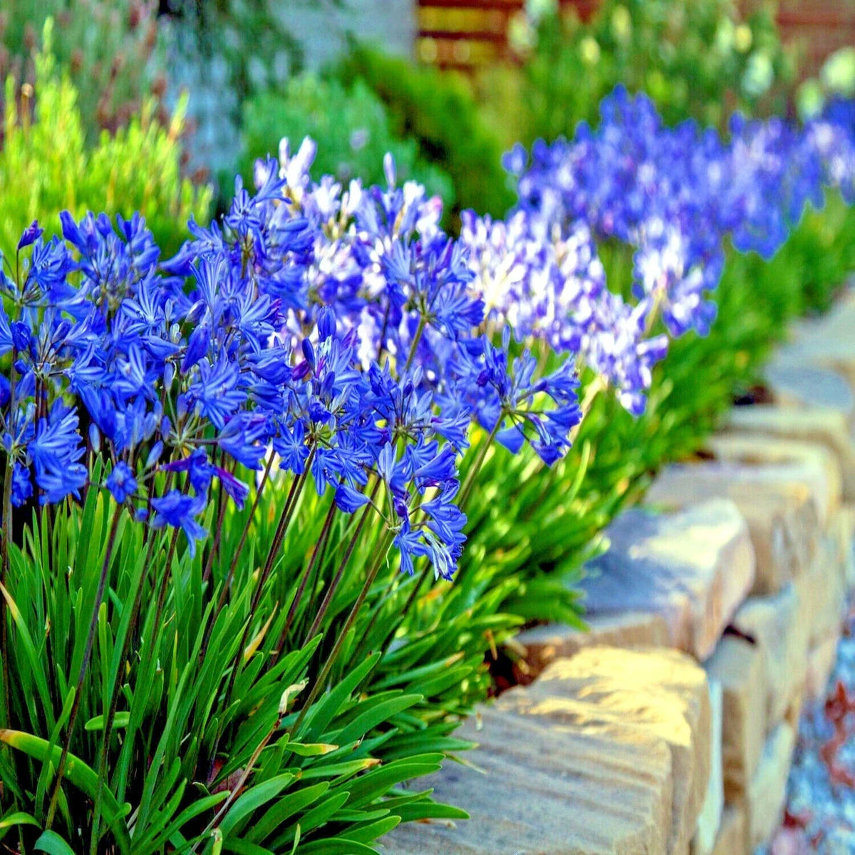 Dwarf Blue Lily of the Nile Seeds - Agapanthus "Peter Pan" - 25 Flower Seeds for Indoor & Outdoor Gardening