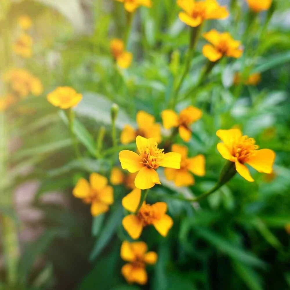 Tarragon Seeds 100 Pack Artemisia Dracunculus Culinary Herb for Cooking & Gardening