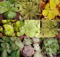 Carnivorous Butterwort Plant - Pinguicula Hybrids 4-Inch Pot - Insect-Eating Houseplant for Indoor Gardens and Terrariums