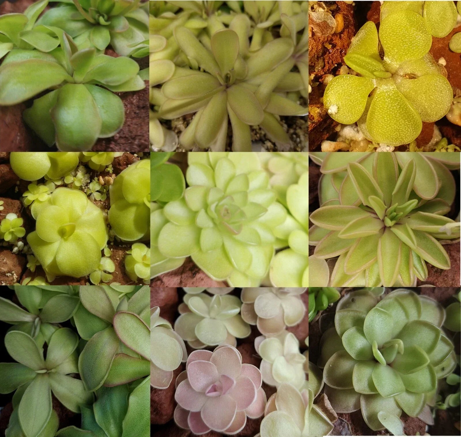 Carnivorous Butterwort Plant - Pinguicula Hybrids 4-Inch Pot - Insect-Eating Houseplant for Indoor Gardens and Terrariums