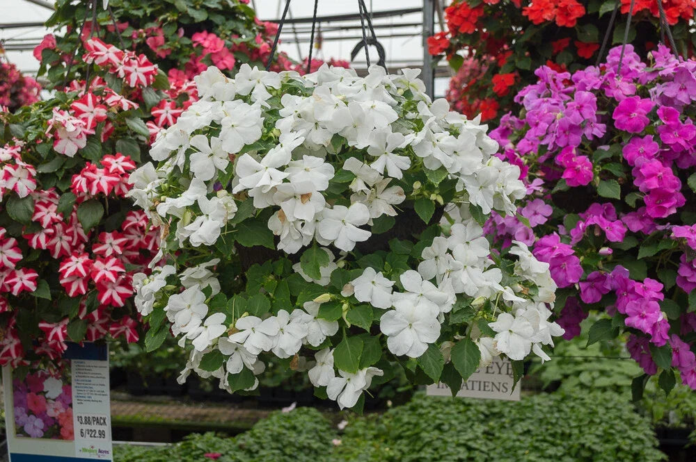 Busy Lizzy Impatiens Seeds 500 Count – White Flowering Annual for Shade Gardens, Container & Bed Planting, Impatiens walleriana