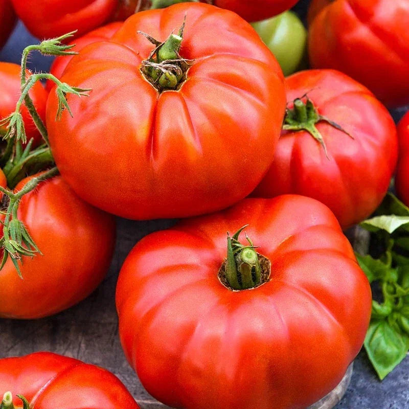 Jersey Tomato Seeds - Organic Heirloom Beefsteak - Non-GMO Solanum lycopersicum - 10+ Seeds for Gardening