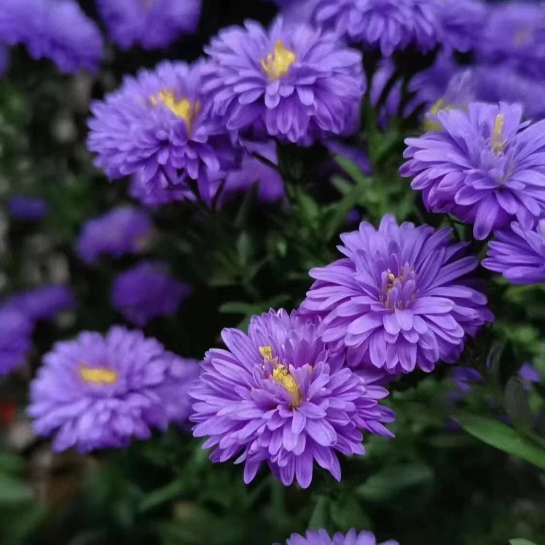 New England Aster Seeds - 500+ Purple Perennial Wildflower - Symphyotrichum novae-angliae, Native North America, Butterfly & Bee Attractant