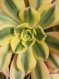 Aeonium Sunburst Plant - 6" Potted Succulent with Vibrant Yellow-Green Rosette, Indoor Garden, Low Maintenance, Aeonium 'Sunburst'