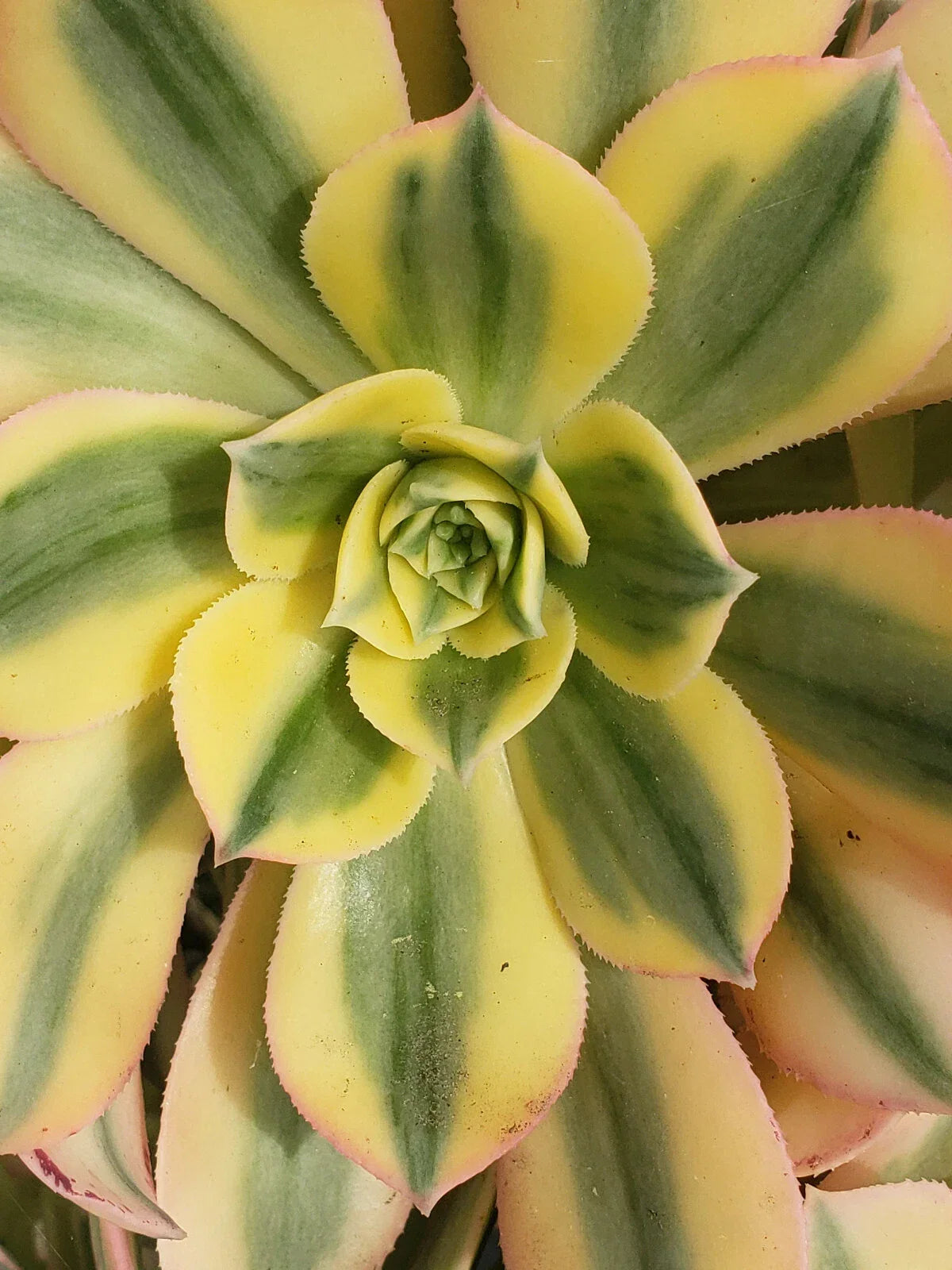 Aeonium Sunburst Plant - 6" Potted Succulent with Vibrant Yellow-Green Rosette, Indoor Garden, Low Maintenance, Aeonium 'Sunburst'