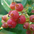 Pink Lemonade Blueberry Plant - Rooted Vaccinium corymbosum, Self-Pollinating, Pink Foliage, Edible Blueberries, Zones 5-8