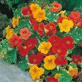 Nasturtium Seeds Alaska Mix Edible Flowers & Leaves Tropaeolum majus Heirloom Non-GMO Seed Packet