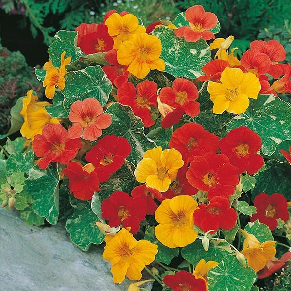 Nasturtium Seeds Alaska Mix Edible Flowers & Leaves Tropaeolum majus Heirloom Non-GMO Seed Packet