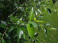 Bay Leaf Bonsai Tree Cutting with Thick Trunk, Laurus nobilis Indoor Outdoor Plant, Compact Bonsai for Beginners