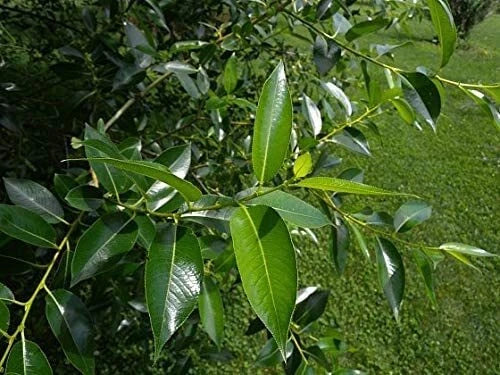 Bay Leaf Bonsai Tree Cutting with Thick Trunk, Laurus nobilis Indoor Outdoor Plant, Compact Bonsai for Beginners